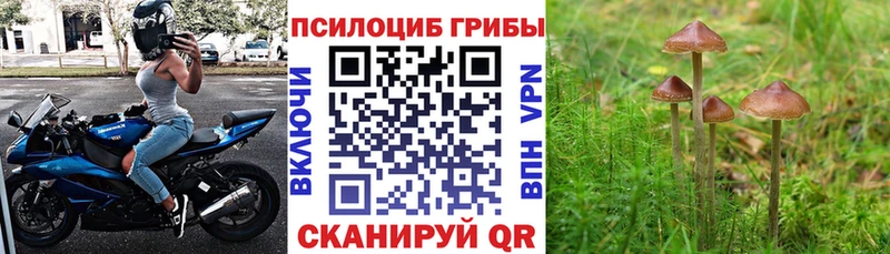 Галлюциногенные грибы GOLDEN TEACHER  kraken вход  Новоалександровск  цена  
